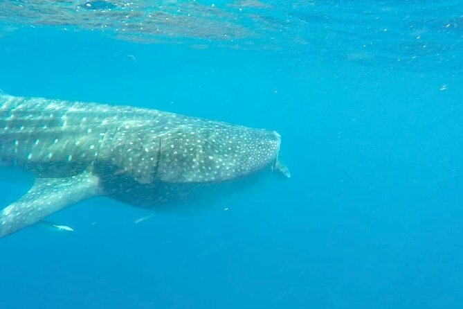 Whale Shark Adventure in Isla Mujeres and Cancun - The long boat ride across the Caribbean search zone