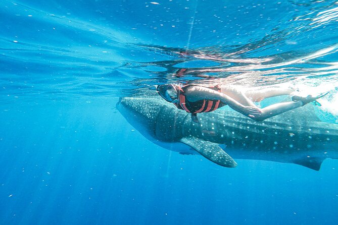Whale Shark Adventure in Isla Mujeres and Cancun - The swim plan: how the whale shark turns work