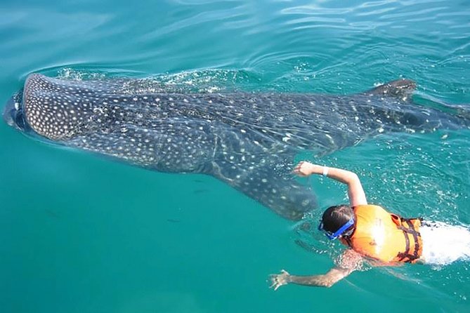 Whale Shark from Cancun, Riviera Maya and Tulum All Inclusive - Price and Value: What $190 Buys You (and What Adds On)