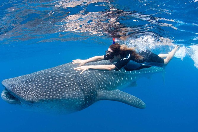 Whale Shark from Cancun, Riviera Maya and Tulum All Inclusive - Isla Mujeres North Beach and Playa Norte Ceviche: The Nice Break Before the Main Event