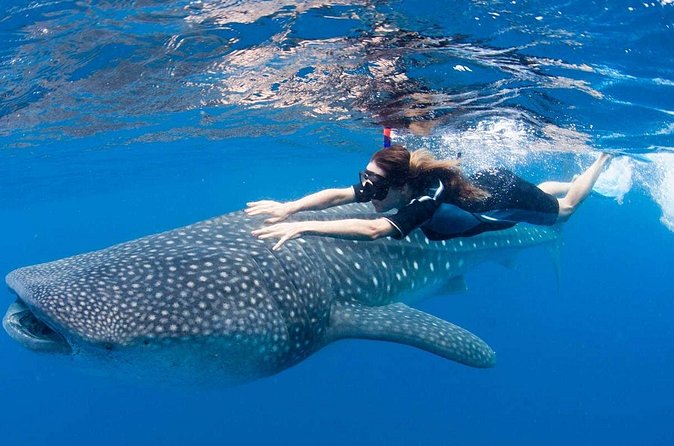 Whale Shark from Cancun, Riviera Maya and Tulum All Inclusive - Speedboat Day Rhythm: What the 8 Hours Typically Feel Like