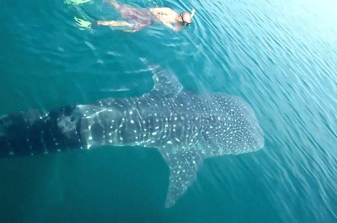 Whale Shark from Cancun, Riviera Maya and Tulum All Inclusive - Whale Shark Watching and Up to Three Swims: The Main Reason to Book