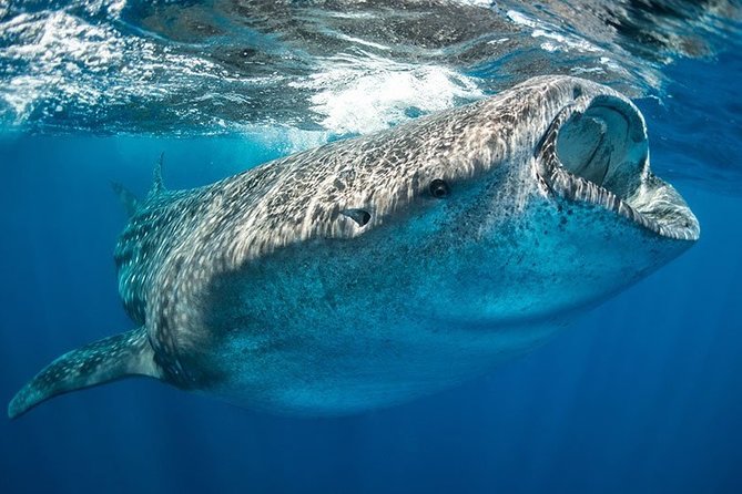 Whale Shark from Cancun, Riviera Maya and Tulum All Inclusive - Safety, Comfort, and Why the Guide Makes a Difference