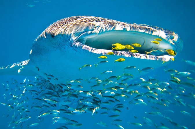 Whale Shark from Cancun, Riviera Maya and Tulum All Inclusive - Snorkeling Gear Included: How That Changes Your Day