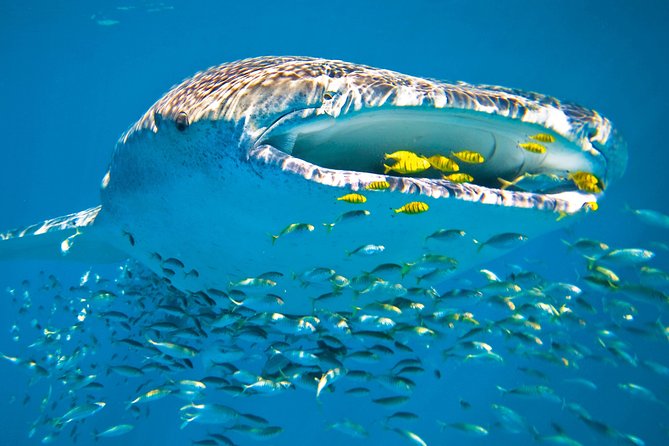 Whale Shark from Cancun, Riviera Maya and Tulum All Inclusive - Who This Tour Is Best For (and Who Might Hesitate)