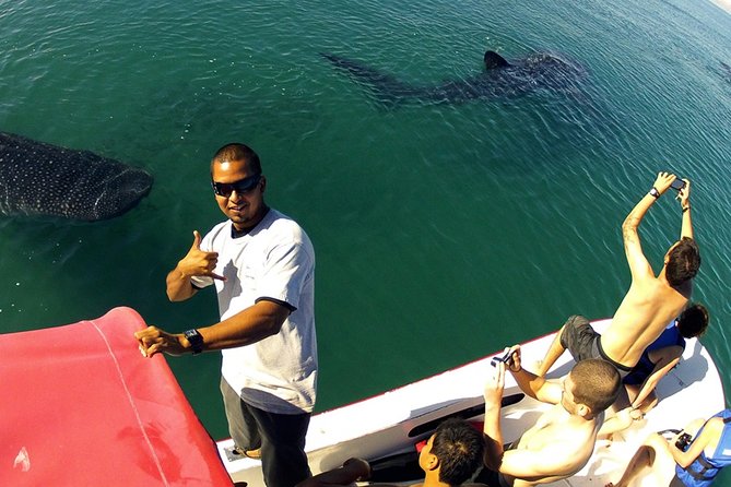 Whale Shark from Cancun, Riviera Maya and Tulum All Inclusive - Pickup Across Cancun and the Riviera Maya: The Part That Saves Your Energy