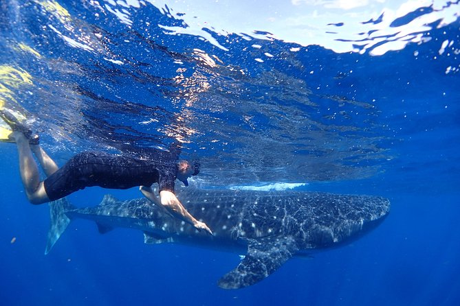 Whale Shark & Manta Ray Snorkel -(May-Sept) Only 10pp per Boat - Key Highlights You’ll Feel the Minute You’re On the Water
