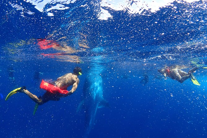 Whale Shark & Manta Ray Snorkel -(May-Sept) Only 10pp per Boat - Why This Isla Mujeres Whale Shark Tour Feels More Personal