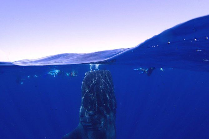 Whale Shark & Manta Ray Snorkel -(May-Sept) Only 10pp per Boat - Meeting Point and the 7:50am Start You Should Plan For
