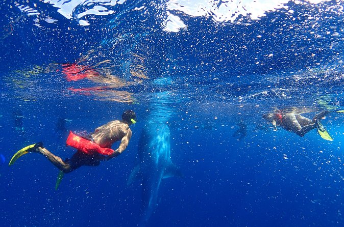 Whale Shark & Manta Ray Snorkel -(May-Sept) Only 10pp per Boat - Meet the Animals: What Your Guide Is Doing Underwater