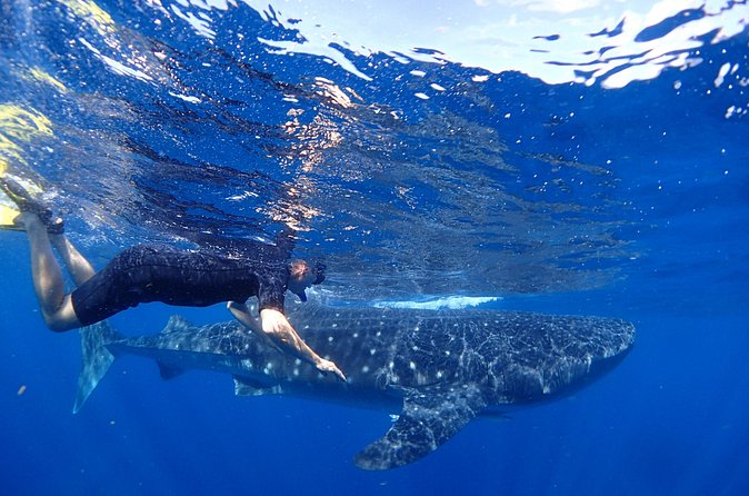 Whale Shark & Manta Ray Snorkel -(May-Sept) Only 10pp per Boat - Lunch, Ceviche, and Reef Snorkeling Back on the Island