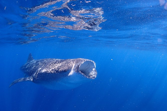 Whale Shark & Manta Ray Snorkel -(May-Sept) Only 10pp per Boat - Price, Time, and What You’re Actually Paying For