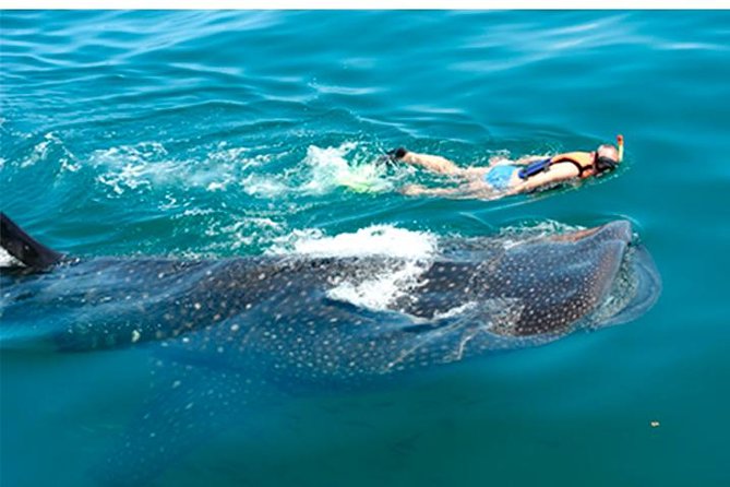 Whale Shark Swim Adventure SMALL GROUP from Cancun - Why Isla Mujeres and Holbox waters are the right place