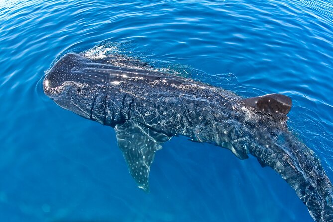 Whale Shark Swim Adventure SMALL GROUP from Cancun - What you might spot besides whale sharks