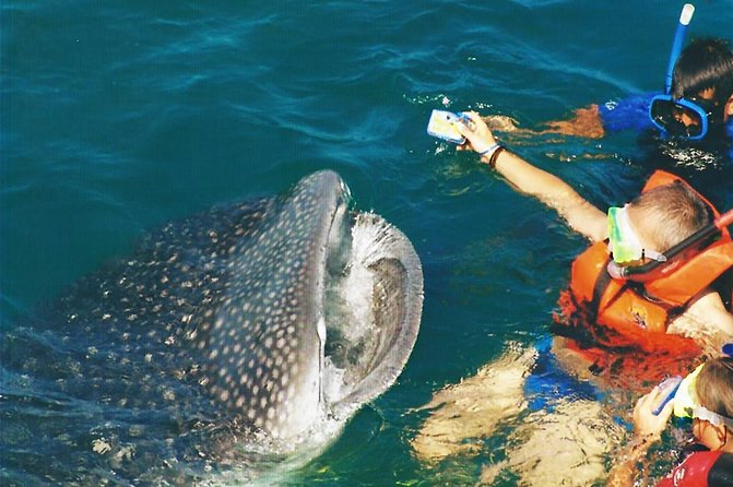 Whale Shark Swim Adventure SMALL GROUP from Cancun - The fresh ceviche lunch, timed for after the swim