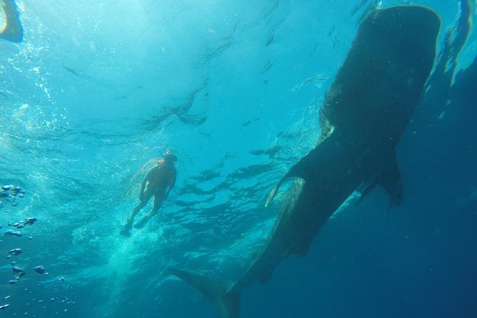 Whale Shark Swim Adventure SMALL GROUP from Cancun - Group size, attention, and the maximum 15-person cap