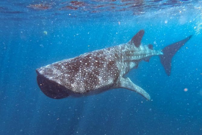 Whale Shark Swim Adventure SMALL GROUP from Cancun - Getting to the dock: pickup coverage and meeting points