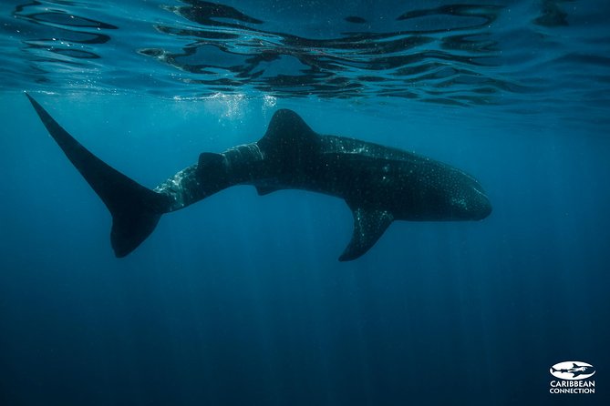 Whale Shark Swimming and Isla Mujeres Beach Tour - Price and value: the $210 fare plus the $20 dock fee