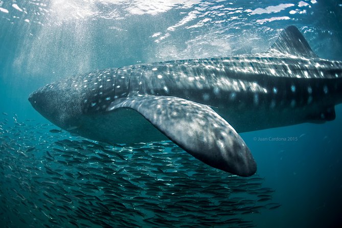 Whale Shark Swimming and Isla Mujeres Beach Tour - Isla Mujeres at Playa Norte: the payoff after the swim