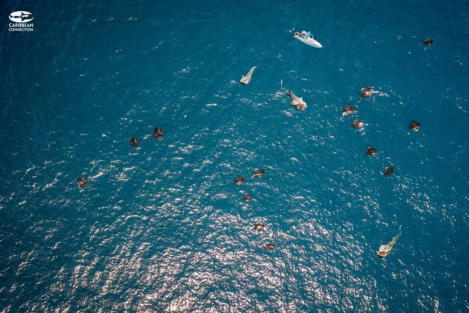Whale Shark Swimming and Isla Mujeres Beach Tour - Who should book this whale shark plus Playa Norte tour?