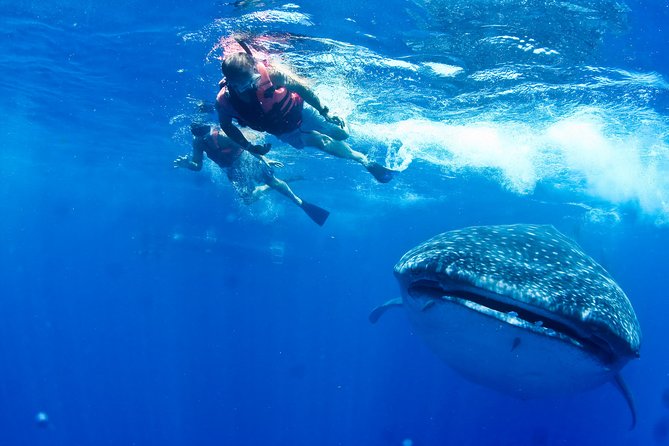 Whale Shark Swimming and Isla Mujeres Beach Tour - Getting to Punta Sam: pickup, marina check-in, and breakfast