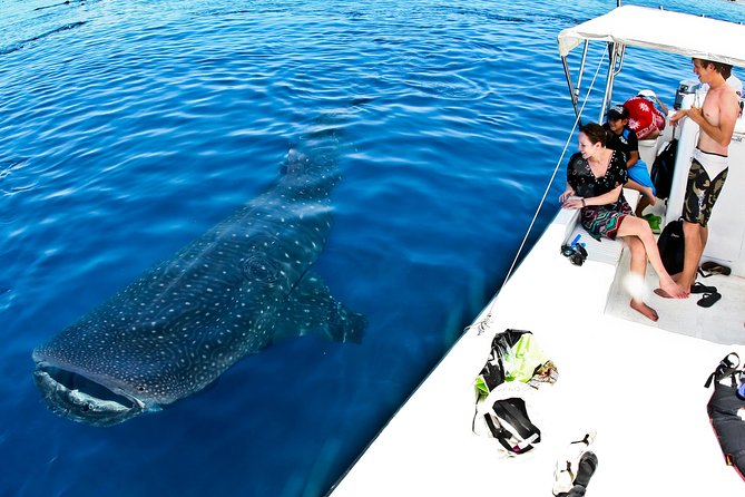 Whale Shark Tour from Cancun, Playa del Carmen, Tulum and Riviera Maya - Price and Value: What You’re Paying for at $199 (and What’s Extra)