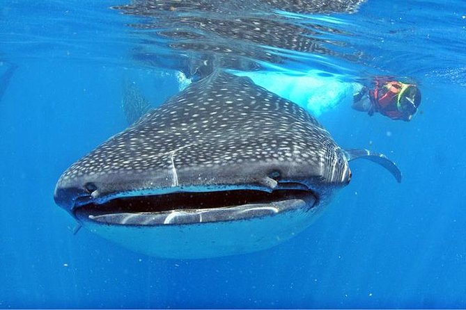 Whale Shark Tour from Cancun, Playa del Carmen, Tulum and Riviera Maya - Isla Contoy National Park Stop: Reef Snorkel and Spotting More Than Sharks