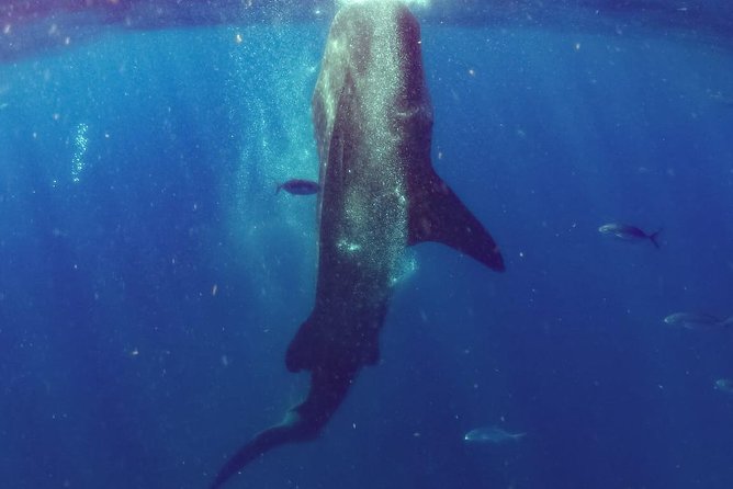 Whale Sharks Small-Group Tour in Cancun and Riviera Maya - Whale Sharks Off Cancun: Why This Area Is Different