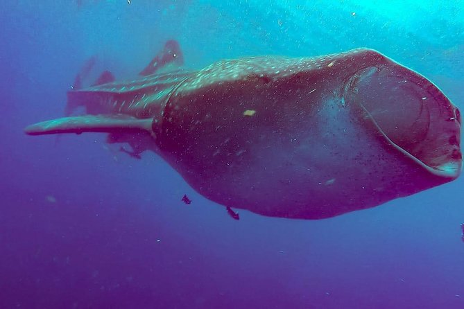 Whale Sharks Small-Group Tour in Cancun and Riviera Maya - The Puerto Xtabay Briefing: Where You Learn the Rules