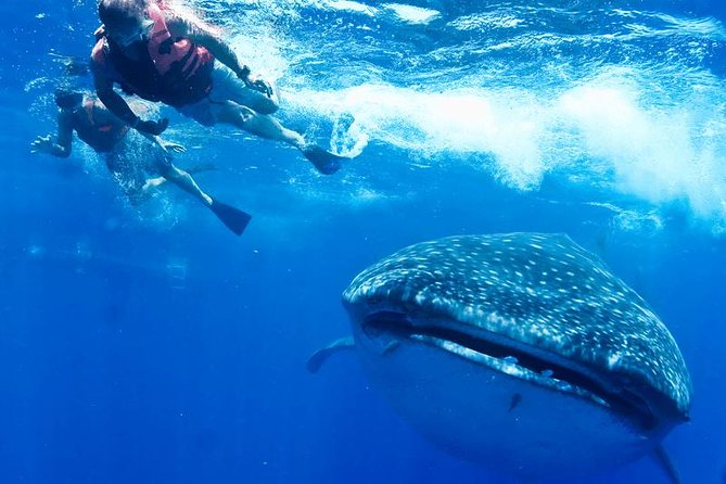Whale Sharks Small-Group Tour in Cancun and Riviera Maya - Snorkeling Gear and the Real Swimmer Requirement