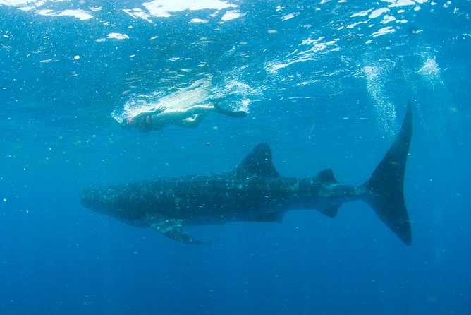 Whale Sharks Small-Group Tour in Cancun and Riviera Maya - The Whale Shark Encounter: Short, Controlled, and Very Worth It