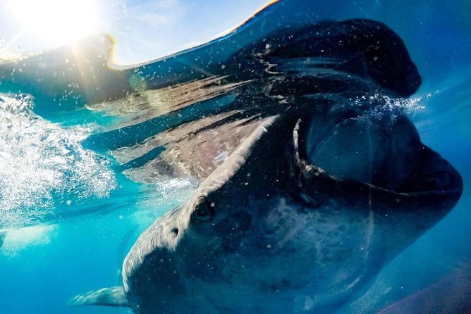 Whale Sharks Small-Group Tour in Cancun and Riviera Maya - Lunch Near Isla Mujeres: What You Get and How to Enjoy It
