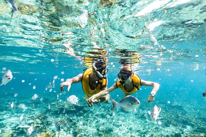 With Turtles, Shipwreck, Cenote, and Reef and Transport Included - What this Cancun snorkeling tour is really good at