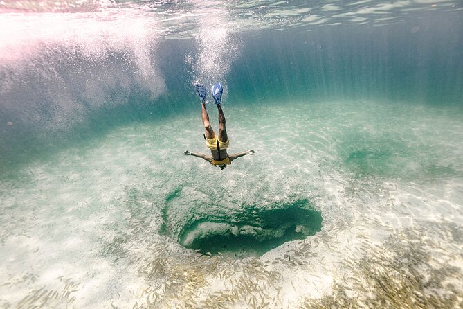 With Turtles, Shipwreck, Cenote, and Reef and Transport Included - Sea turtles: how to think about the chance of seeing them