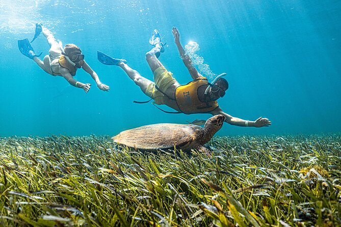 With Turtles, Shipwreck, Cenote, and Reef and Transport Included - Gear, comfort, and the stuff you can control