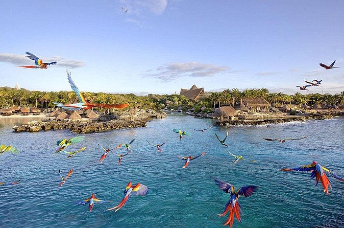 Xcaret Park Day Tour & Night Show with Transportation - Food and the Plus option: buffet value and what is not included