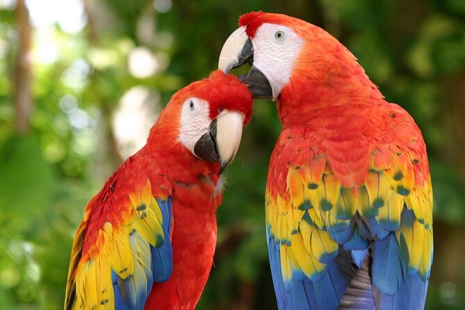 Xcaret Plus Full-Day Tour from Cancun with Transport - Xcaret Plus, the value of a single-ticket day from Cancun